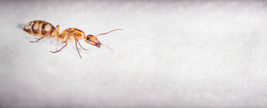 The Ant